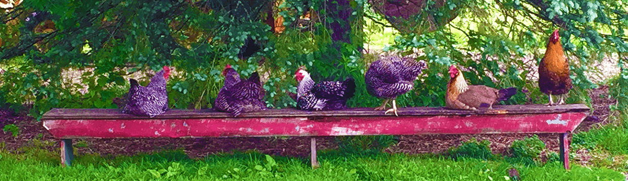 Hens on a Bench